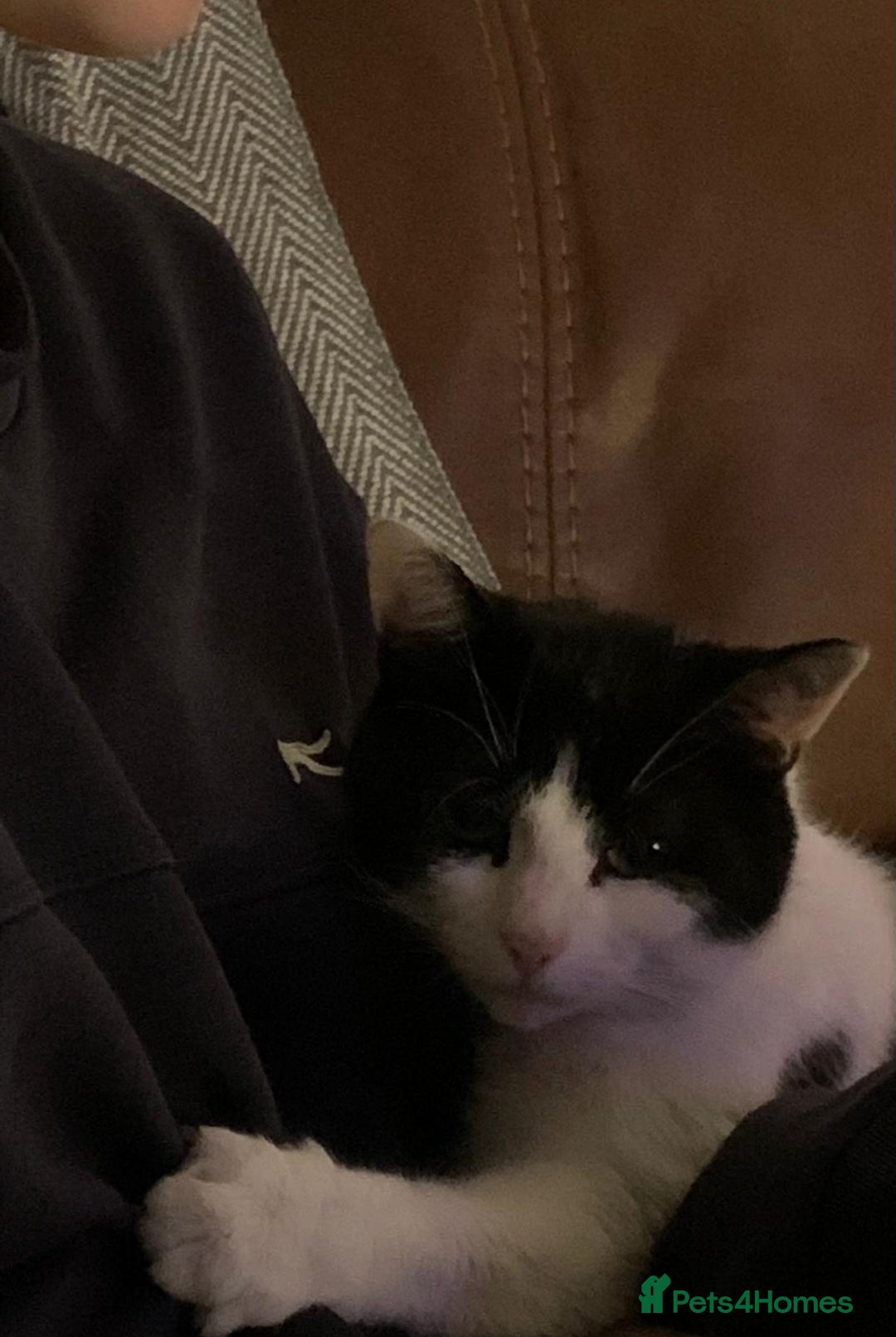 Mixed Breed cats for sale: Cara  - Image 2