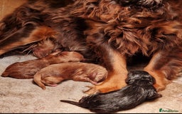 Cockapoo dogs for sale: 8 gorgeous Cockapoos  - Image 20