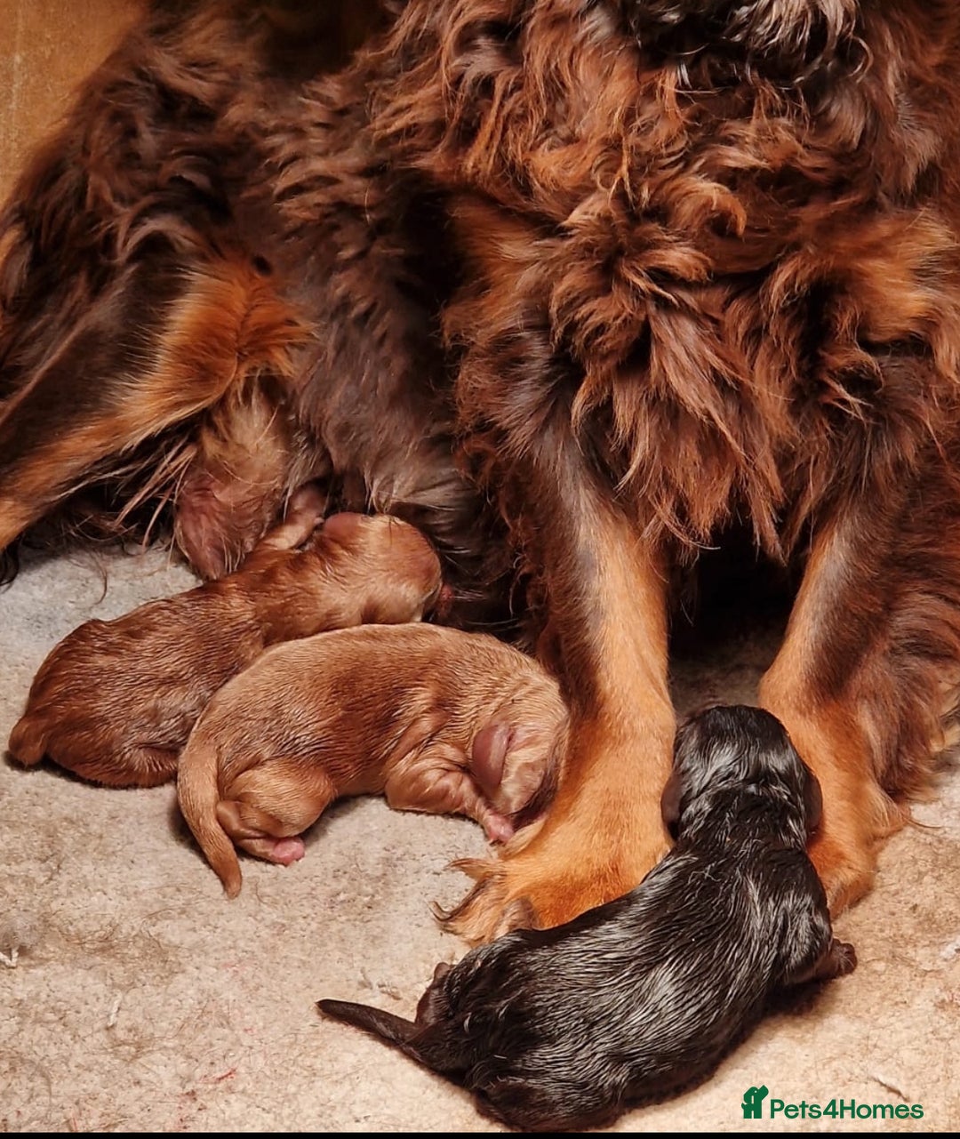 Cockapoo dogs for sale: 8 gorgeous Cockapoos  - Image 20