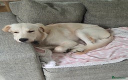 Golden Retriever dogs for sale: Golden retriever 10 months old - Advert 12