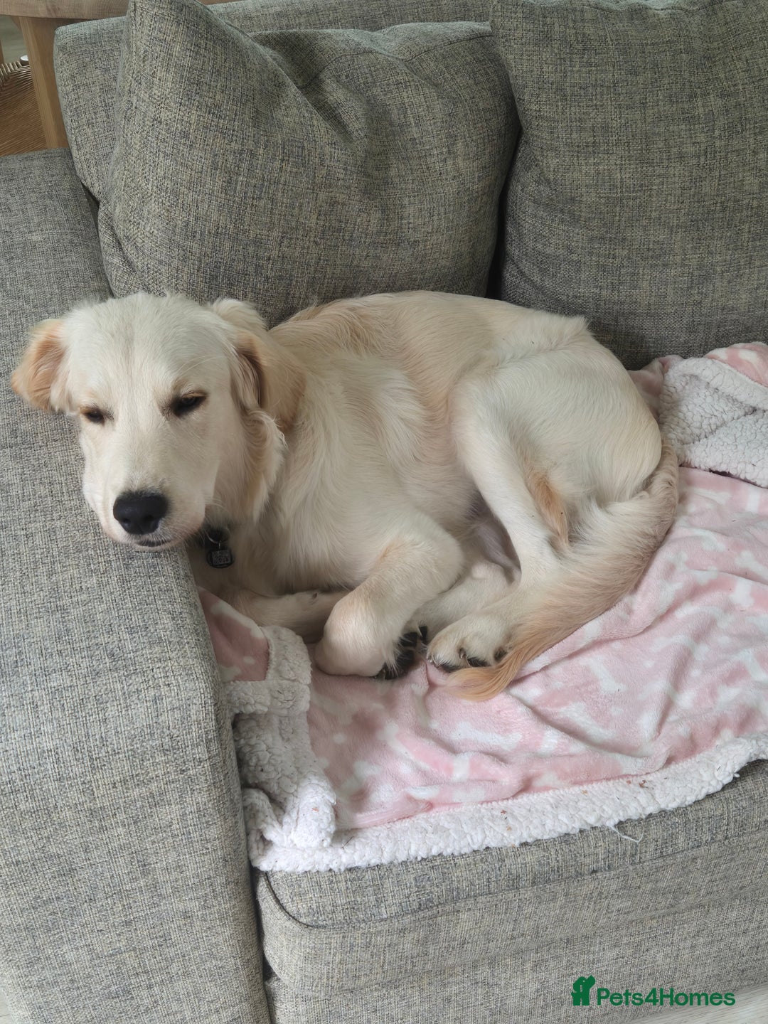 Golden Retriever dogs for sale: Golden retriever 10 months old - Advert 12