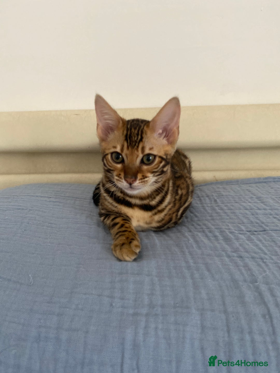Bengal cats for sale: One Girl left .😻✨TICA registered  - Image 11