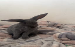 Belgian Hares rabbits for sale: Lovable rabbit  - Image 3