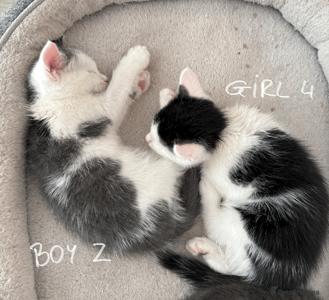 Mixed Breed cats for sale: Lovely kittens - Image 7
