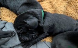 Flat coated Retriever dogs for sale: KC Flat Coated Retriever Puppies - Image 9