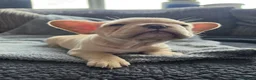 French Bulldog dogs for sale: French bulldog Puppies.  - Advert 12