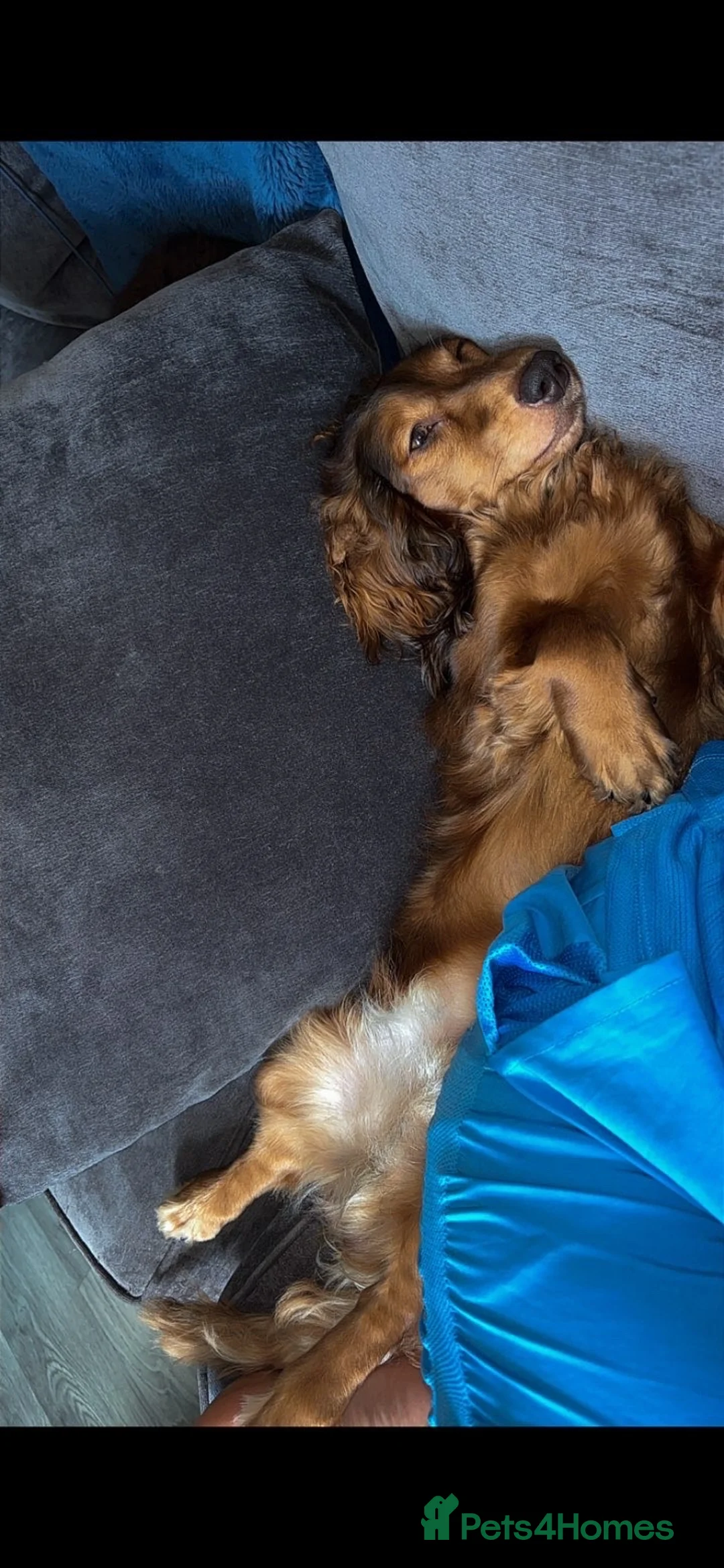 Miniature Dachshund dogs for sale: Rehoming🏡 - Advert 2