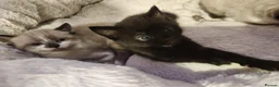 Mixed Breed cats for sale: 2 beautiful kittens  - Advert 11