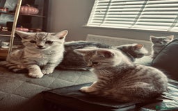 British Shorthair cats for sale: Silver tipped British Shorthair kittens  - Image 5