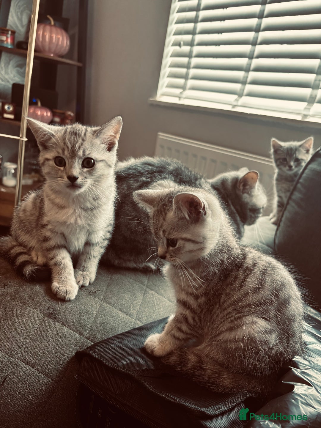 British Shorthair cats for sale: Silver tipped British Shorthair kittens  - Image 5