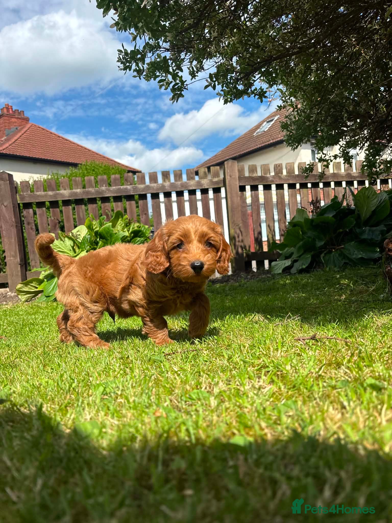 Cockapoo Puppy 3