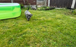 Staffordshire Bull Terrier dogs for sale: Blue Staffordshire bull terrier Staffy ❤️😍 - Image 8