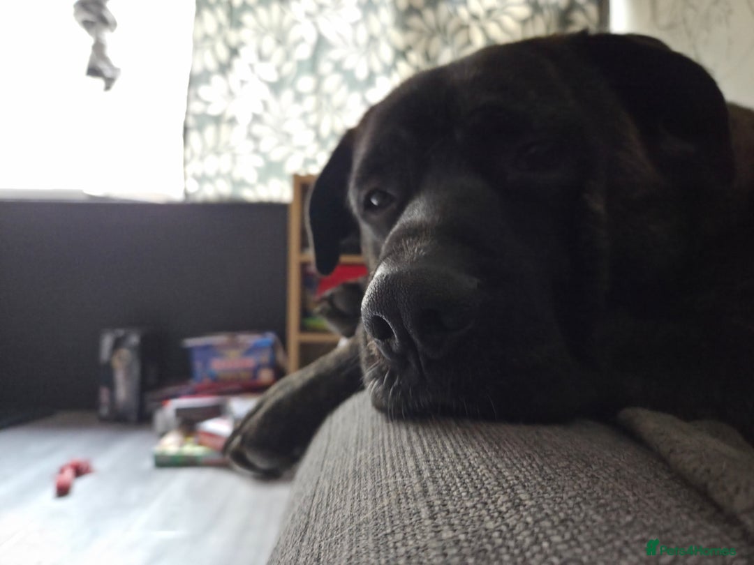 Mixed Breed dogs for stud: Hamish is looking for a lady!  - Advert 3