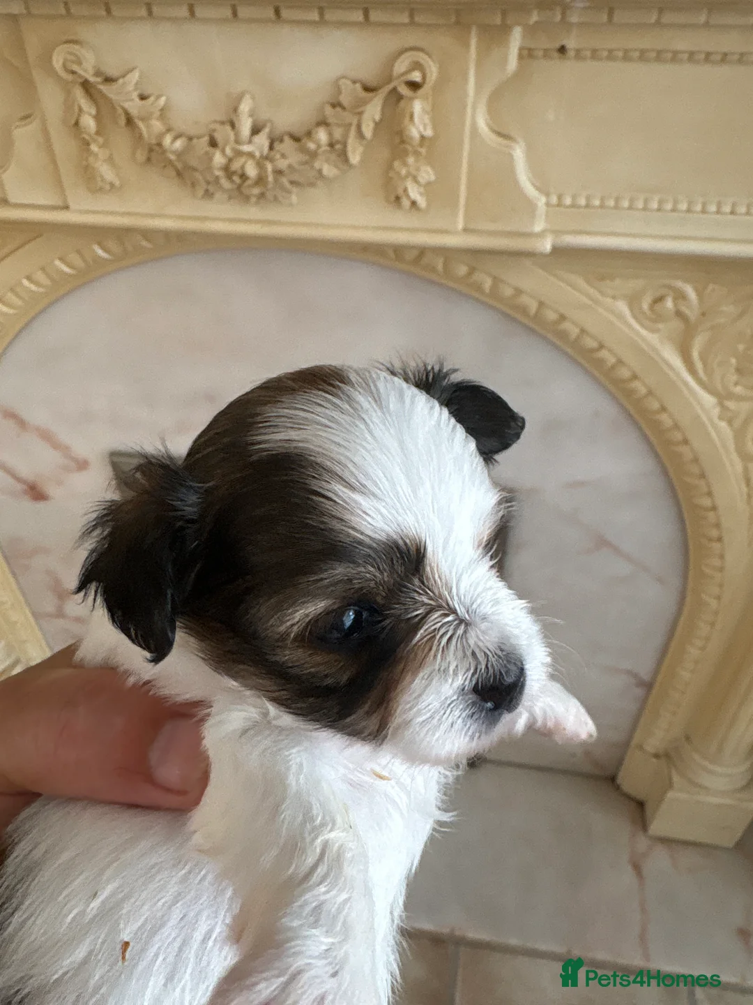 Chorkie dogs for sale: Miniature chorkies  in Ripley - Advert 2