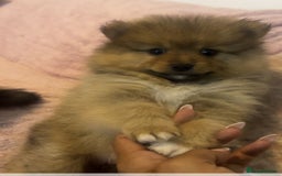Pomeranian dogs for sale: 2 beautiful Pomeranian Puppy’s  - Image 2