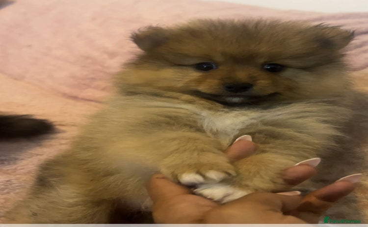 Pomeranian dogs - Advert 5
