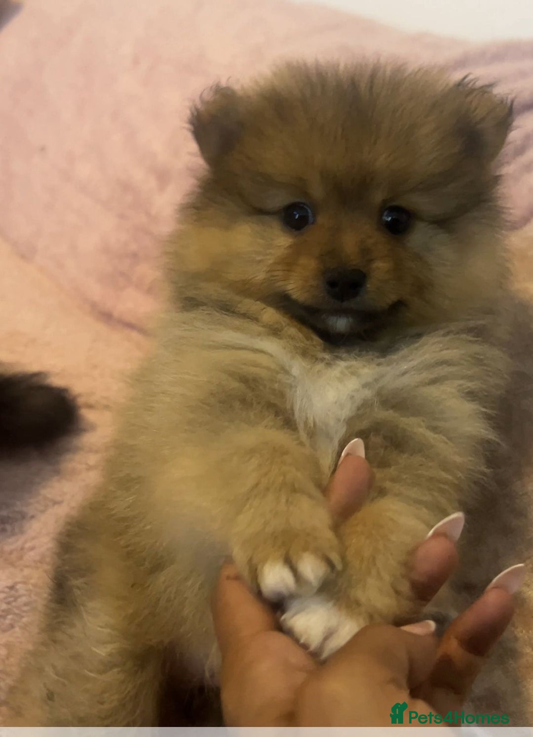 Pomeranian dogs for sale: 2 beautiful Pomeranian Puppy’s  - Image 2