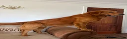 Mixed Breed dogs for sale: Magnificent blonde wolf dog puppies golden sarloos - Advert 4