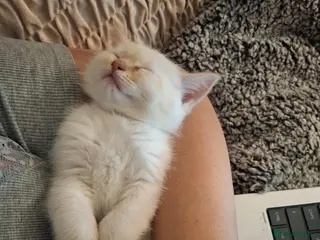 Siberian cats Boy with blue eyes READY!! - Advert 11
