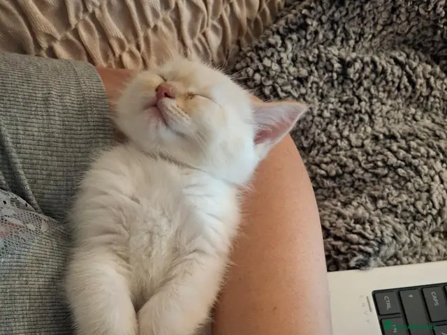 Siberian cats for sale: Spayed-Boy with blue eyes - Advert 4