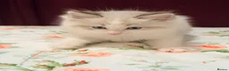 Ragdoll cats for sale: Purebred Ragdoll Kittens in Cardiff - Advert 3