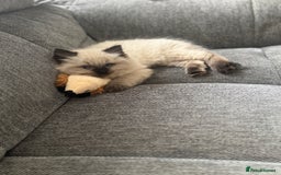 Ragdoll cats for sale: 10 week old Ragdoll kitten Male - Image 4