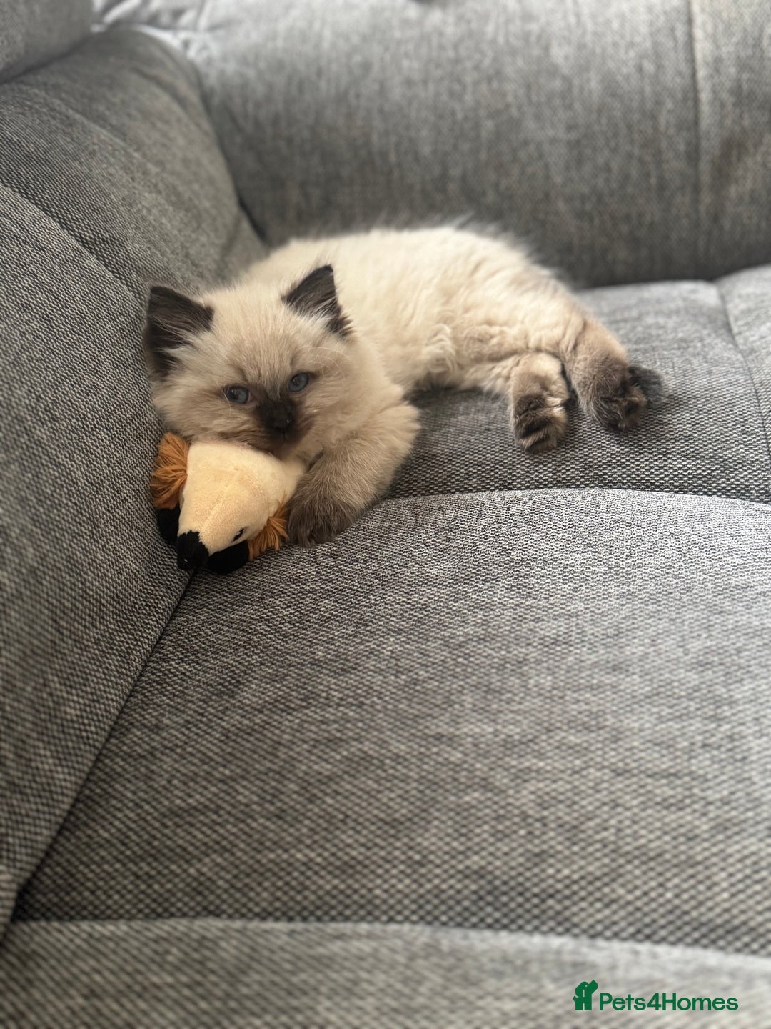 Ragdoll cats for sale: 10 week old Ragdoll kitten Male - Image 4