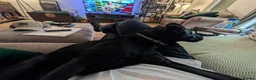 Mixed Breed dogs for adoption: 💙🐶 JAKE -LOVING 2 yo PATTERDALE CROSS BOY in Telford - Advert 15