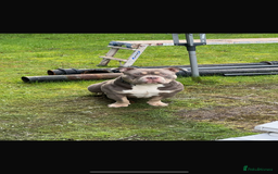 American Bully dogs for sale: Re-Home - Image 1