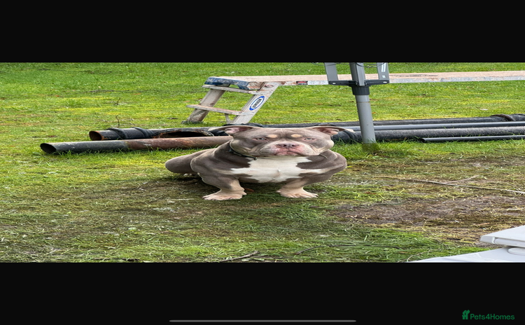 American Bully dogs - Advert 1
