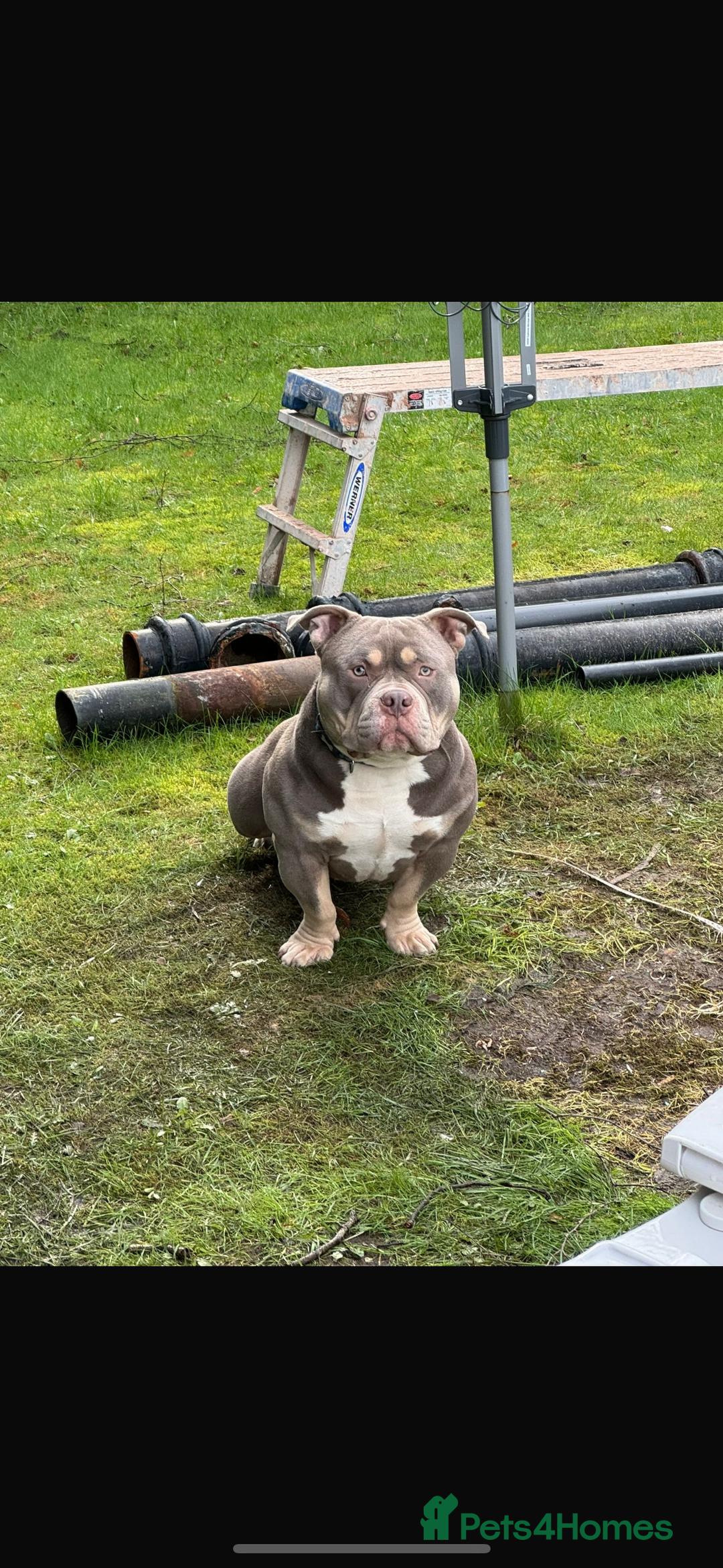 American Bully dogs for sale: Re-Home - Image 1