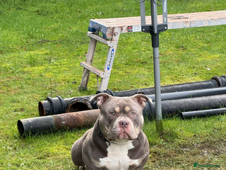American Bully dogs - Advert 5