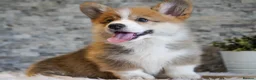 Welsh Corgi Pembroke dogs for sale: Welsh Corgi (Pembroke) - Advert 9