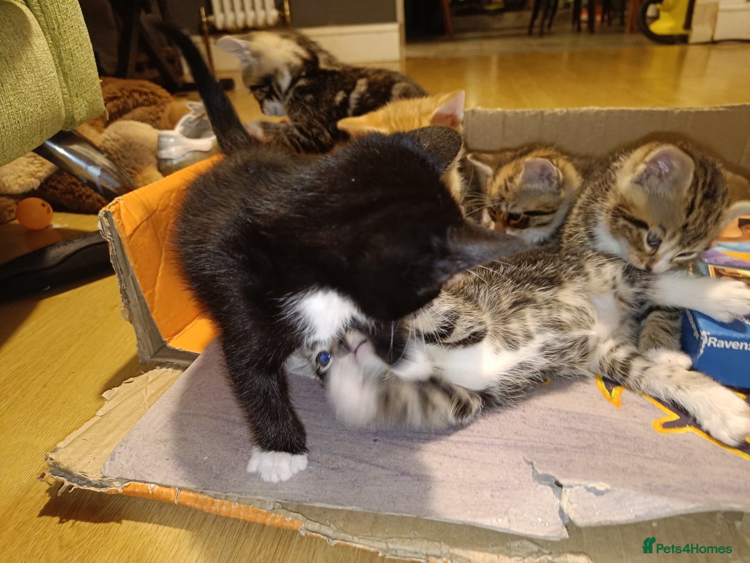 Mixed Breed cats for sale: Calico Mum, Tabby Dad kittens for sale - Image 16