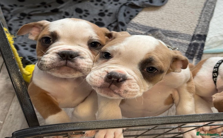 Dorset Olde Tyme Bulldogge dogs - Advert 1