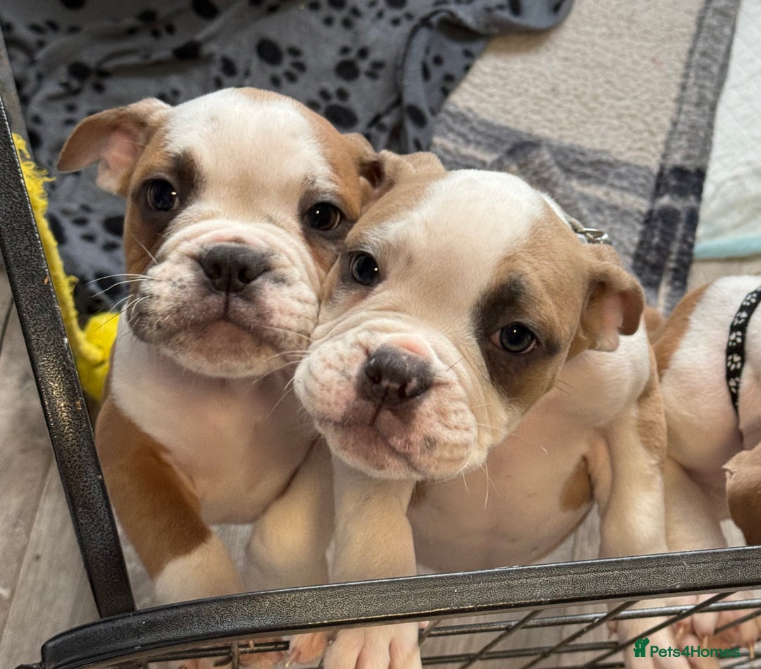 Dorset Olde Tyme Bulldogge dogs for sale: Bulldog puppy - Image 1