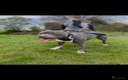 Staffordshire Bull Terrier dogs for sale: kc registered blue staffys due on 23/24th July  - Image 8