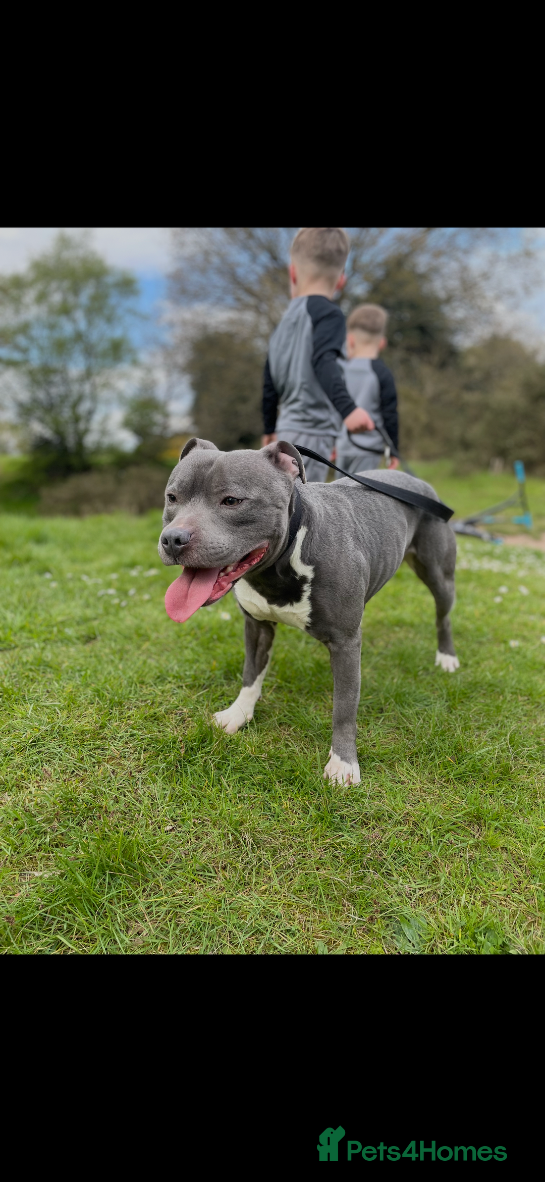 Staffordshire Bull Terrier dogs for sale: kc registered blue staffys due on 23/24th July  - Image 8