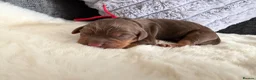 Cocker Spaniel dogs for sale: 🐶KC REGISTERED COCKER SPANIEL PUPPYS🐶 - Advert 9