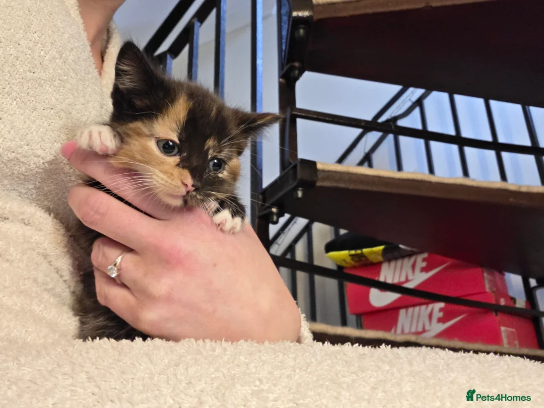 Mixed Breed cats for sale: Kittens for sale - Advert 8