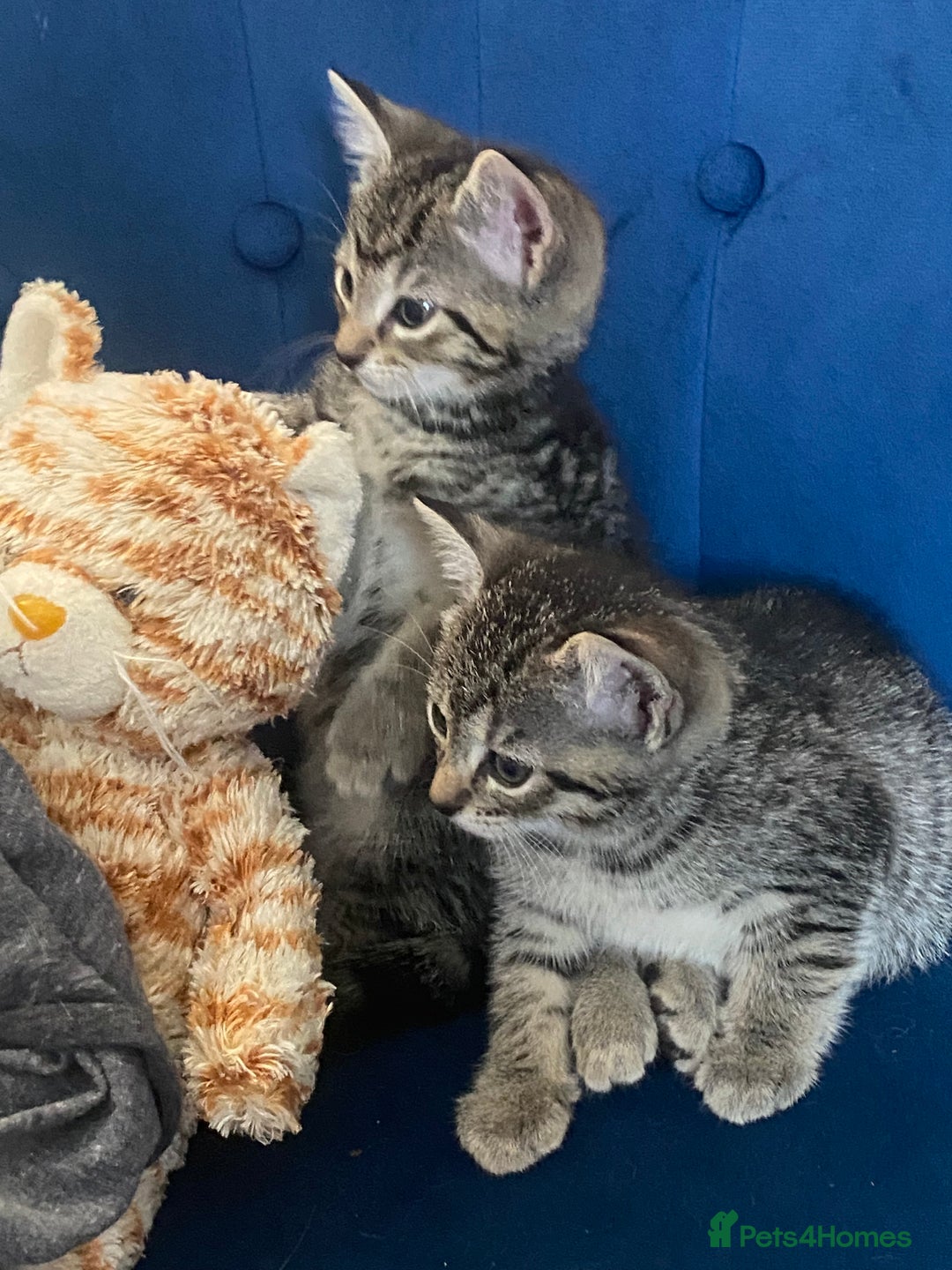 Bengal cats for sale: Bengal cross Russian blue kitten  - Image 6