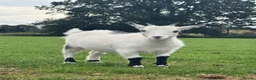 Goats livestock for sale: Female Pygmy Goats for Sale  - Advert 2