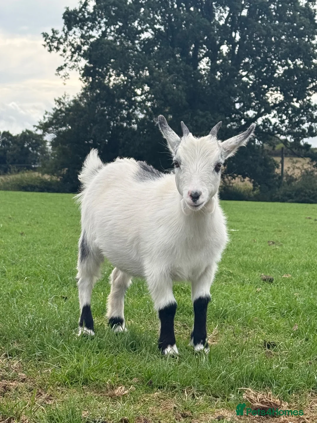 Goats livestock for sale: Female Pygmy Goats for Sale  - Advert 2