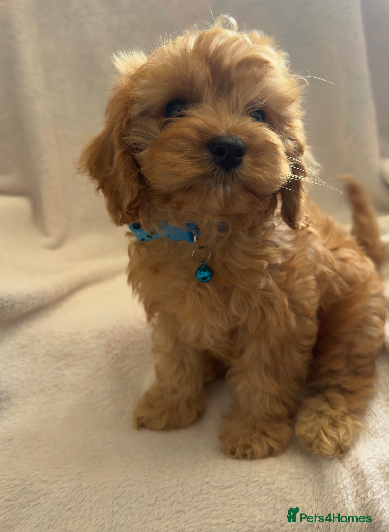 Cavapoo dogs Beautiful F1 Cavapoo Puppies - Advert 1