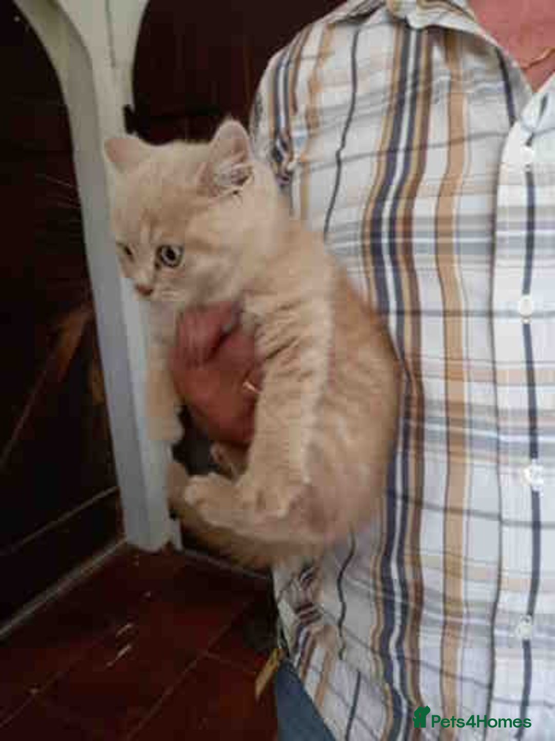 British Shorthair cats for sale: Cream Friendly kitten - Image 5