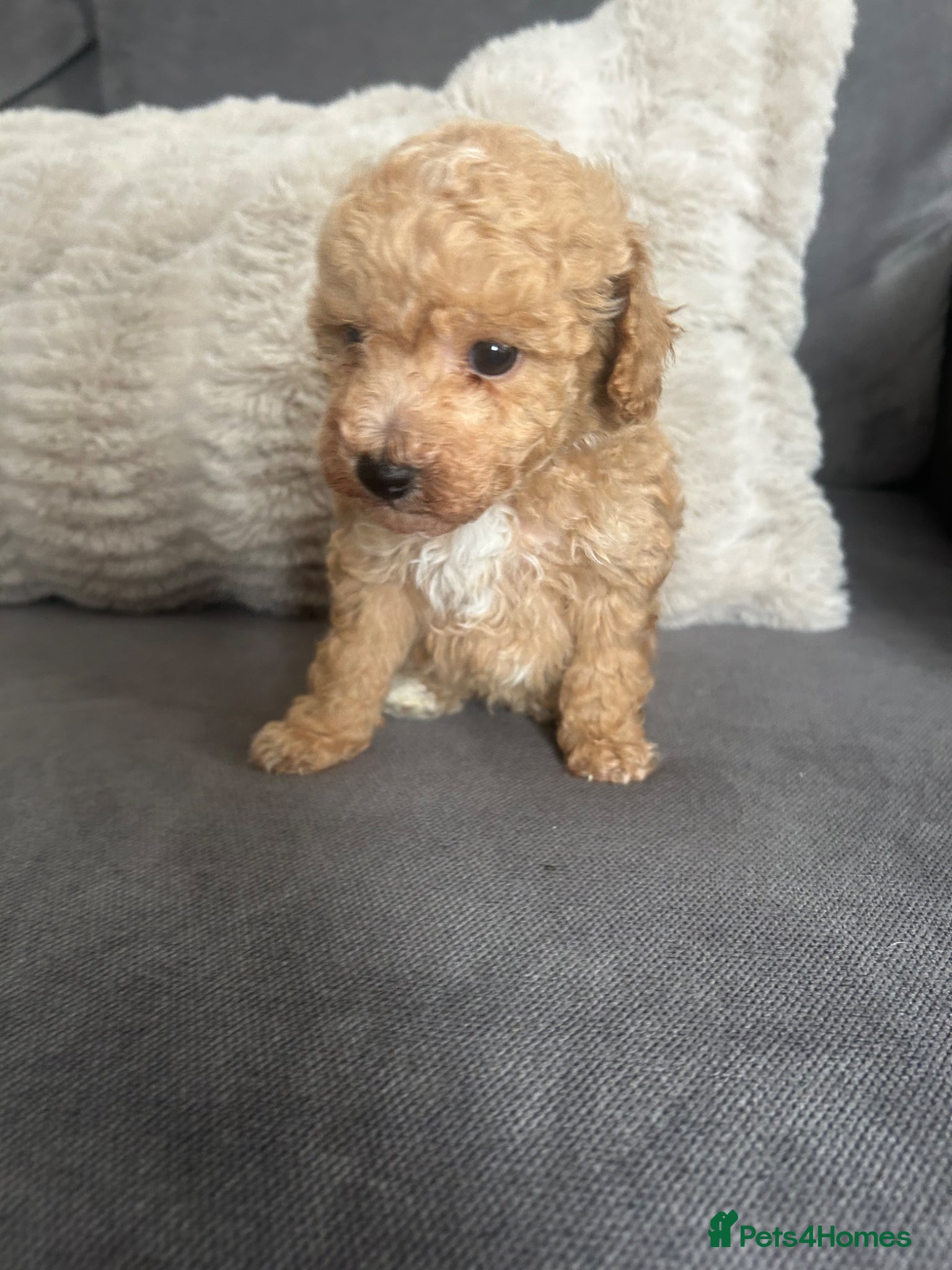 Poochon dogs Toy poochon - Advert 7