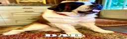 Saint Bernard dogs for sale: Outstanding KC Registered Saint Bernard Puppies - Advert 10