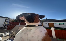 Boxer dogs for stud: Full pedigree boxer dog for stud  in Runcorn - Image 8