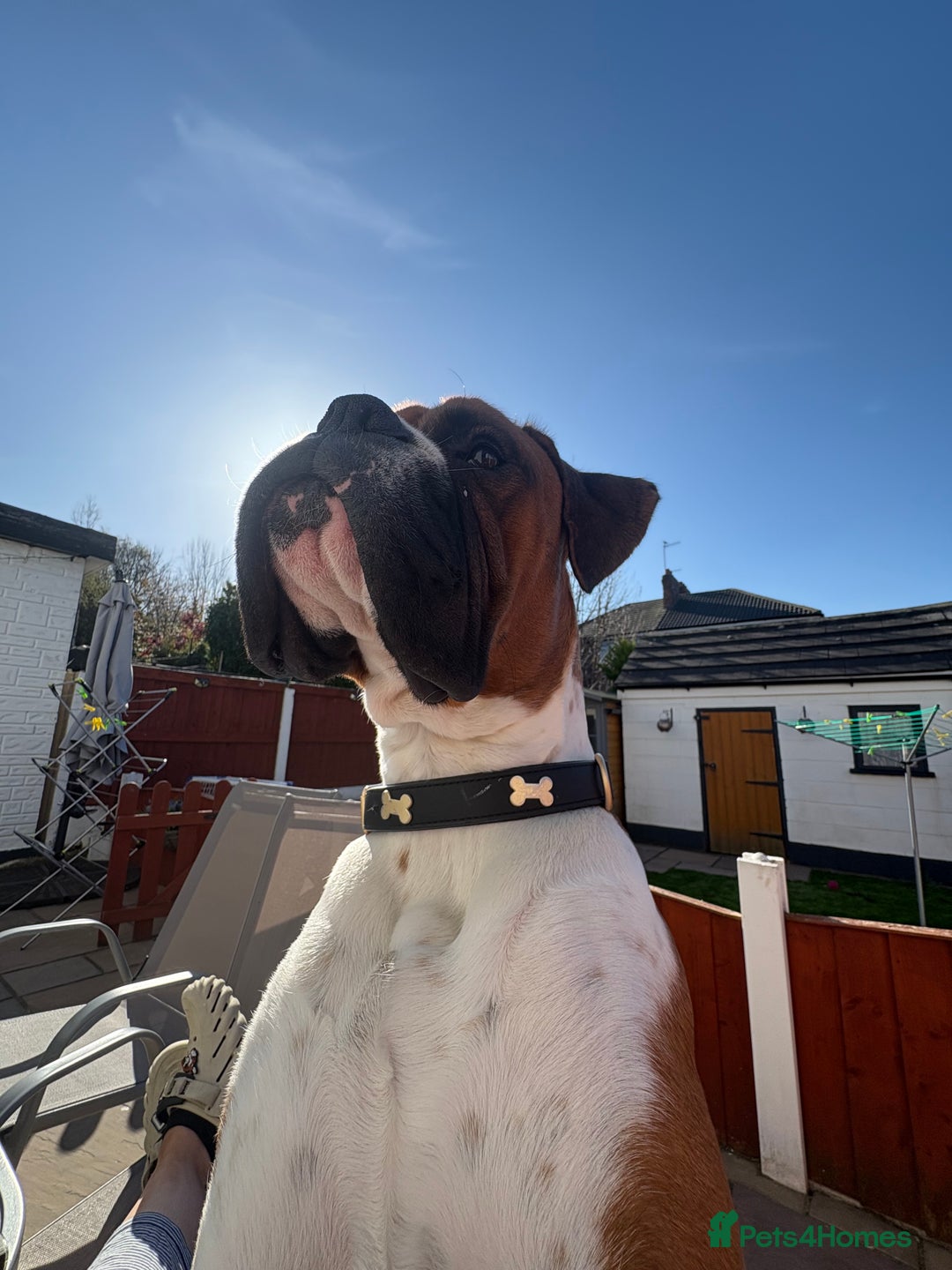 Boxer dogs for stud: Full pedigree boxer dog for stud  in Runcorn - Image 8