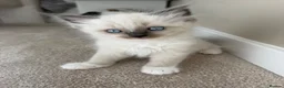 Ragdoll cats for sale: Male ragdoll kitten  - Advert 5